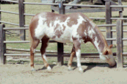 Horse at the Ft. Worth Zoo in Texas (photo by Alden Loveshade)